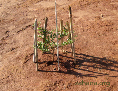 Tree seedling growing in Madagascar’s village environment – Zahana.org 